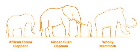 African Bush Elephant Vs African Forest Elephant