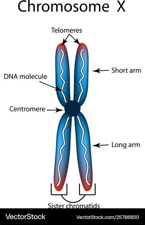 What Are Chromosomes | Images and Photos finder