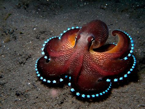 What Lies Beneath: 17 Awesome Undersea Animals