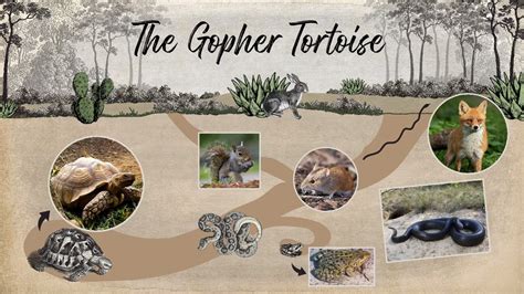 Foresters Build Plans Around Protecting Gopher Tortoises | Rayonier Stories