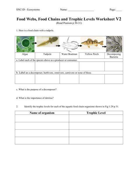 worksheet. Trophic Levels Worksheet. Worksheet Fun Worksheet Study Site