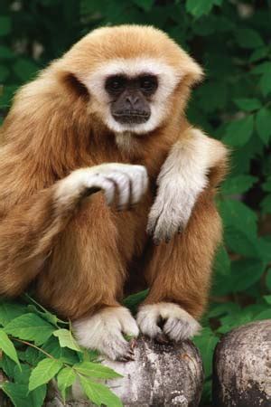 White Handed Gibbon Habitat, Facts, Behavior, Diet