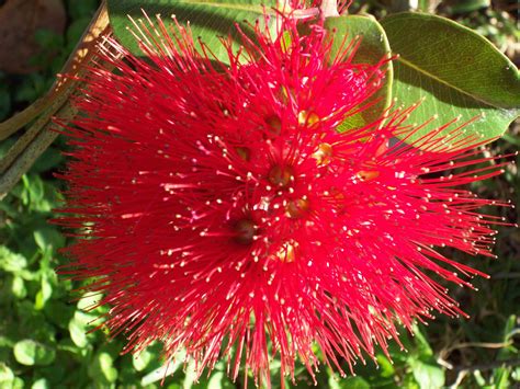 Red Pohutukawa Flower NZ Free Stock Photo - Public Domain Pictures