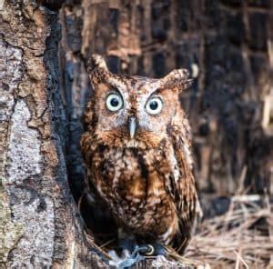 10 Owls in Ohio - Birdwatching Central