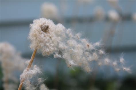 AlteredStatesStudio: cotton flowers