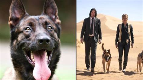 'John Wick' Dog Breed Could Soon Be Banned, According To Expert