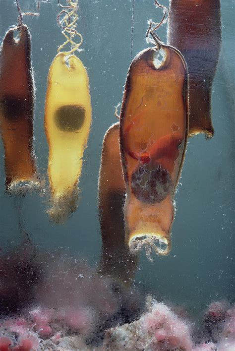 Swell Shark Egg Cases Aka Mermaids Photograph by Flip Nicklin - Pixels