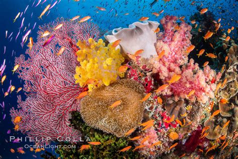 Beautiful Coral Reef, Diving Fiji The World S Most Colourful Coral ...