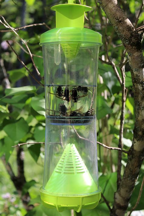 Best Wasp Traps