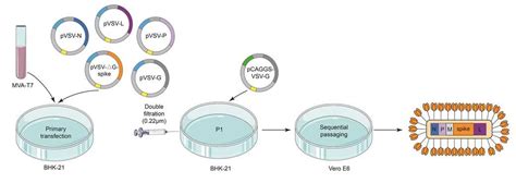 Pseudotyped VSV-SARS-CoV-2 Spike - Creative Diagnostics