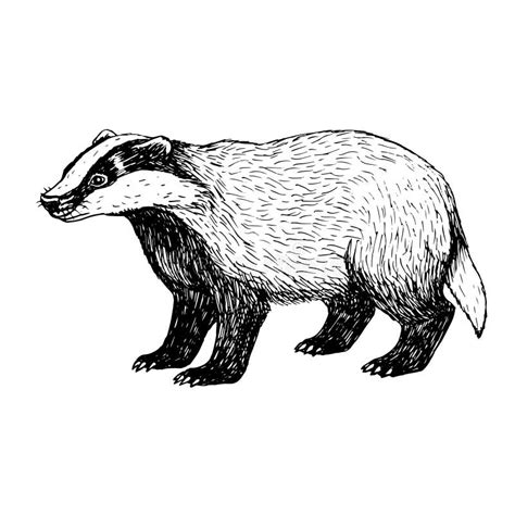 Badger Stock Illustrations – 6,937 Badger Stock Illustrations, Vectors ...