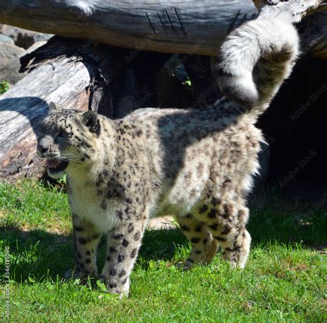 The snow leopard is a large cat native to the mountain ranges of ...