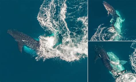 Whale sharks caught mating at Ningaloo Reef off Western Australian ...