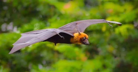 Fruit Bat Pictures - AZ Animals