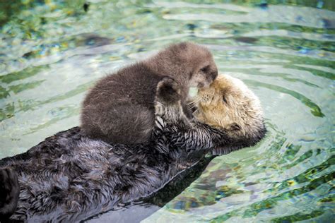 Day Old Otter Pup Falls Asleep On Its Floating Mother’s Belly | Bored Panda