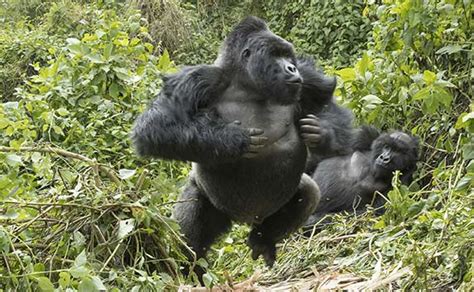 What to do when a gorilla charges on you - Achieve Gorilla Tours