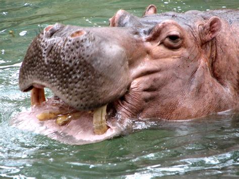 Hippo Teeth - a photo on Flickriver