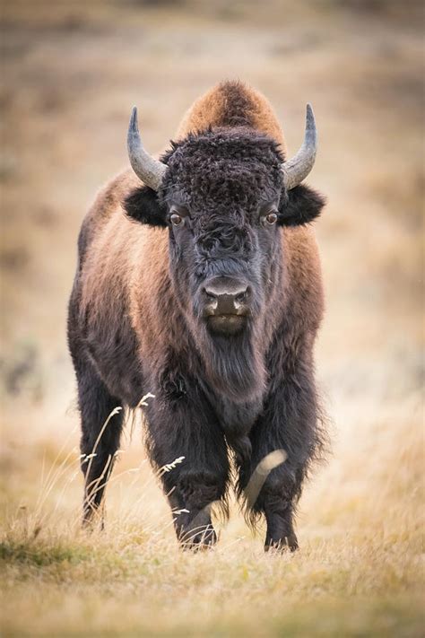 Bison Bison, American Bison Photograph by Petr Simon