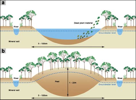 Schematic cross-section through a typical tropical peat dome in ...