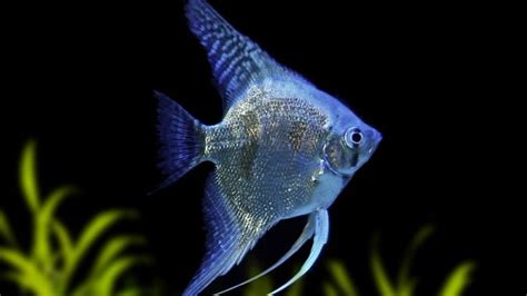 22 Different Freshwater Angelfish Types for Your Aquarium