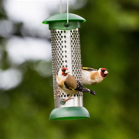 Essential hygiene: cleaning your bird feeders - GardenBird