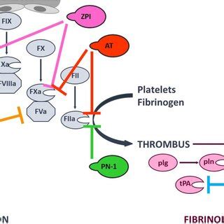 Simplified overview of the coagulation and fibrinolysis processes ...