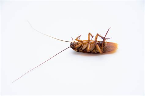 The 7 Best Roach Traps of 2021