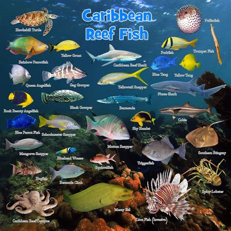 Caribbean Reef Fish Chart