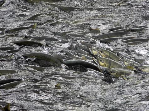 Alaskans to Vote on Salmon Habitat Regulations | The Takeaway | WNYC ...