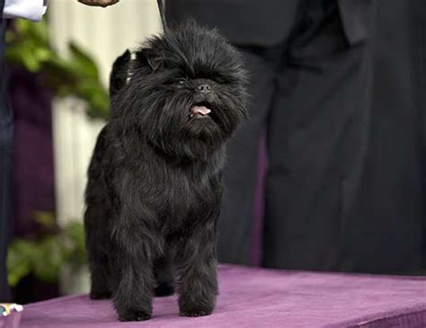 LIFE SPAN OF Affenpinscher