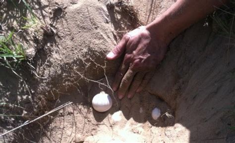 Latest on Sea Turtle Nesting