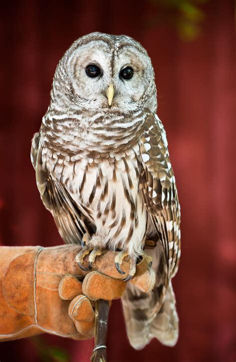 Barred owl - Lindsay Wildlife Experience