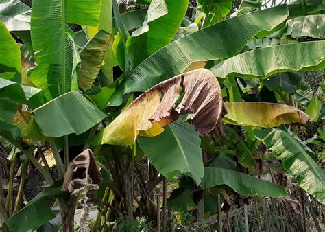 Should you cut dead leaves off banana trees? ???????? The verdict on ...