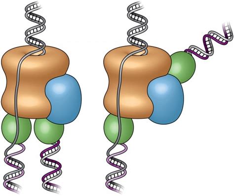 First complete pictures of cells’ DNA-copying machinery | Kurzweil