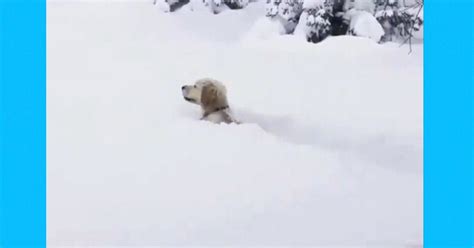 Watch as dogs playing fetch discover how snow works