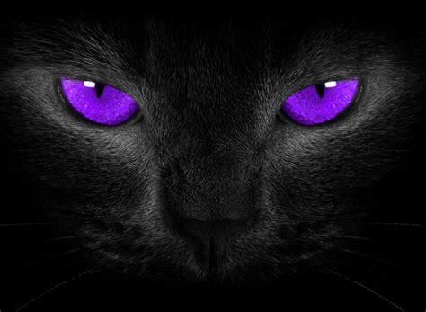 Mesmerizing Purple Cat Eyes