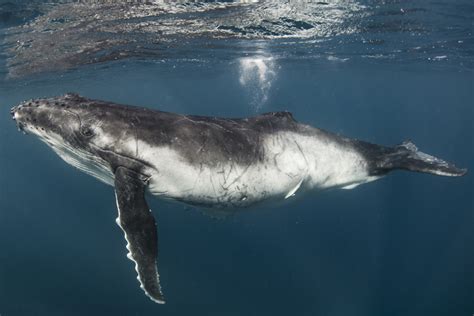 Seasonal Whale Watching Tonga - Jones Travel & Tours