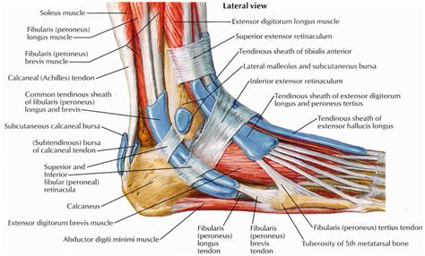 Image result for peroneal muscle attachments