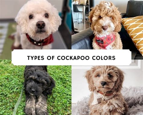 Types of Cockapoo Colors - With Pictures! (2024) - We Love Doodles