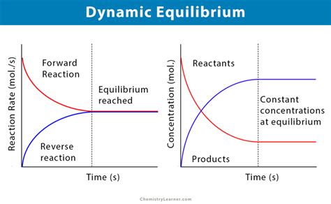 Dynamic Equilibrium: Definition and Examples