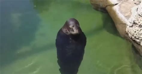 Spinning Seal | Know Your Meme