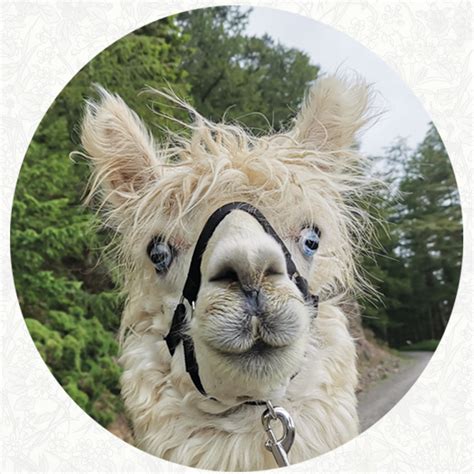 Adoption Package - Alpacaly Ever After