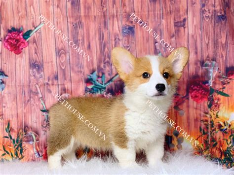 Chó Corgi trắng vàng mã CG003 tại cửa hàng PetHouse