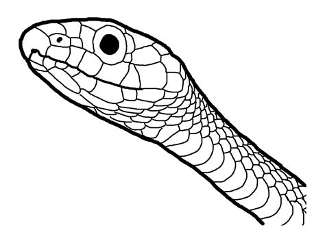 Cobra Snake Head Drawing at GetDrawings | Free download