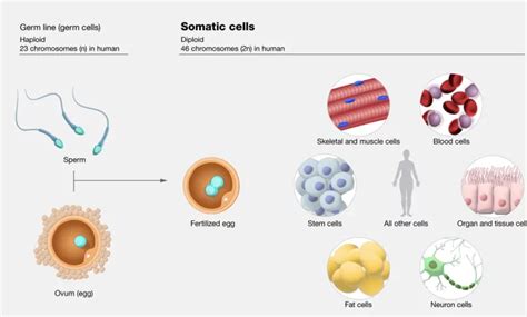 Somatic Mutation - IAS EXAM