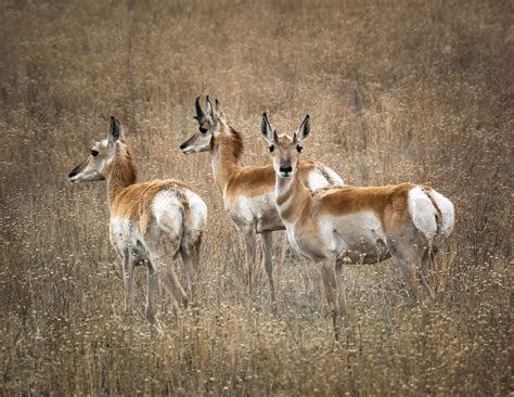 Pitching in for pronghorn: Private landowners extend a helping hand to ...