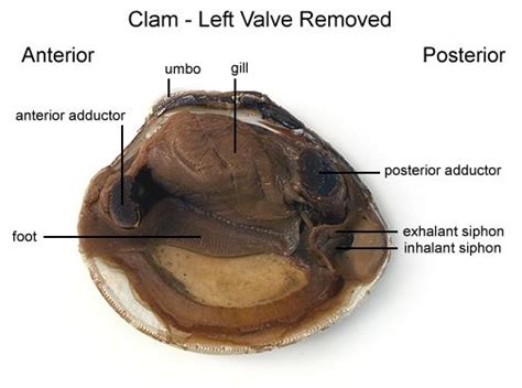 Clam Dissection - BIOLOGY JUNCTION