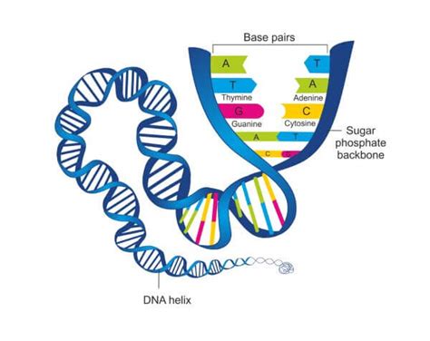 DNA Structure | Biology Dictionary