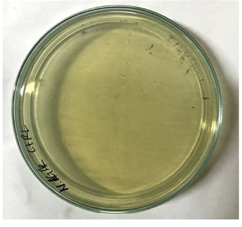 Control plate for Nutrient agar | Download Scientific Diagram