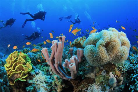 10 Astounding Coral Reefs For Scuba Divers To Visit